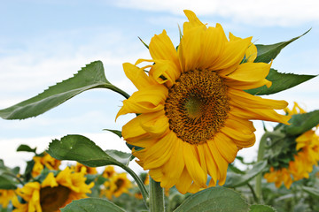 sunflower