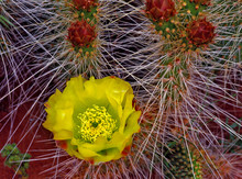 Yellow Cactus Flower 2