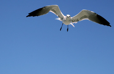 seagull 2