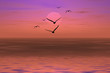 albatross on a sunset