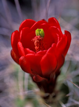 Red Barrel Cactus 2