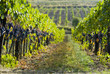 Leinwandbild Motiv lush ripe wine grapes on the vipe