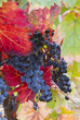 canvas print picture lush ripe wine grapes on the vipe