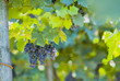 Leinwandbild Motiv lush ripe wine grapes on the vipe