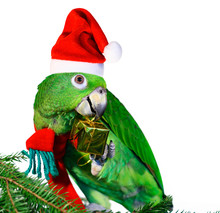 Parrot Santa