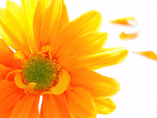 Poster - yellow and orange chrystanthemum