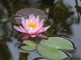 water lilly flower