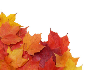 fall leaves