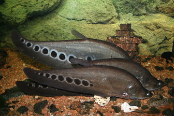 exotic fish, notopterus chitala