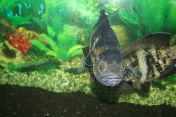 exotic fish, astronotus ocellatus