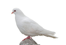 Isolated White Dove