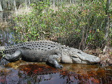 Fat Alligator