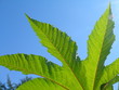 sunny green leaf