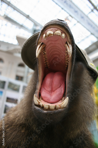 monkey Wallpaper Mural