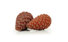 Two Pine Cones Isolated On White