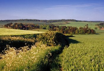 Sticker - farmland with cereal crops