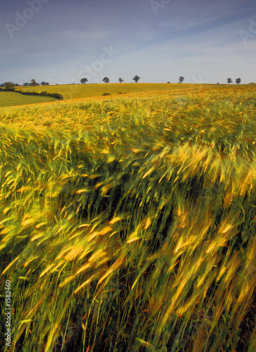 Foto-Leinwand ohne Rahmen - farmland with cereal crops (von david hughes)
