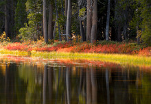 Trees And Foliage Reflecting Their Fall Colors Into A Yosemite P