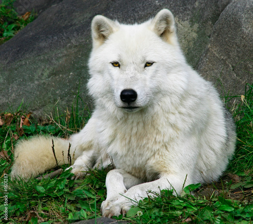 Plakat na papierze fotorealistycznym Artic wolf 2