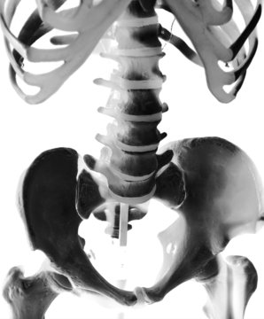 human skeleton