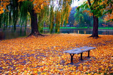 Wall Mural - autumn in boston public garden