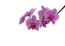 Orchideé