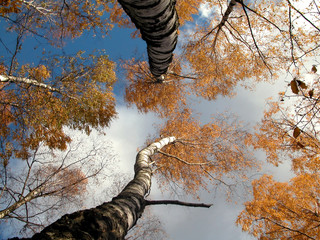 Wall Mural - fall colours