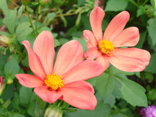 two pink flowers for background