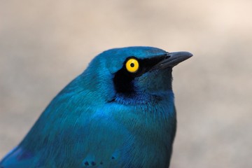 blue-eared starling