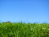 Fototapeta Na sufit - green, green grass