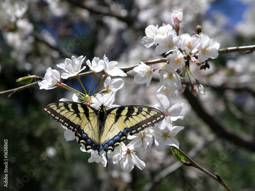 Tapeta ścienna Swallowtail motyl na kwiat wiśni