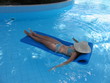 relaxing swimming in pool
