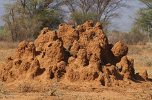 Termite Hill Filled With Darf Mongooses