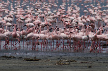 Lesser Flamingo's