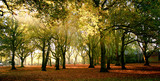 Fototapeta Miasta - autumn colours