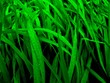 macro grass
