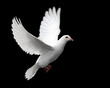 canvas print picture white dove in flight 1