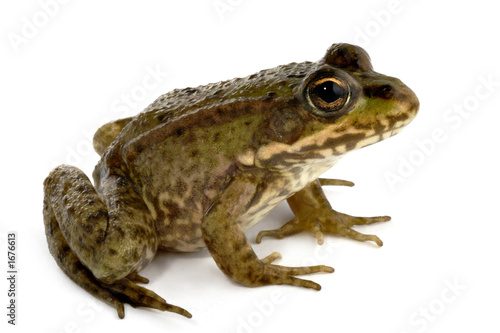 Photo: green frog green frog