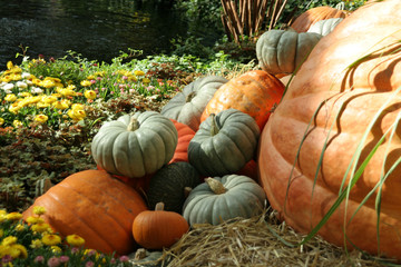 pumpkin display