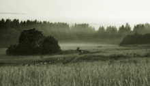 foggy field