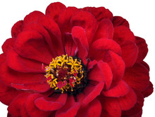 Red Flower (1)