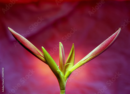 Foto-Schiebegardine Komplettsystem - flowers, red lily (von Astroid)