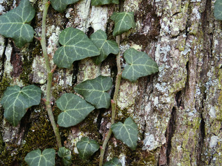 poison ivy on tree bark 2