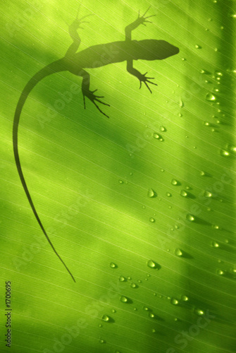 Foto-Leinwand ohne Rahmen - lagarto tropical (von Alex Bramwell)