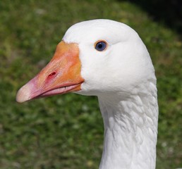 goose portrait