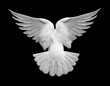 canvas print picture white dove in flight 2