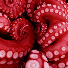 Japanese Boiled Octopus
