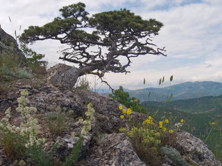 tree on mount