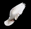 canvas print picture white dove in flight 4