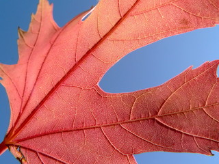 red leaf 2